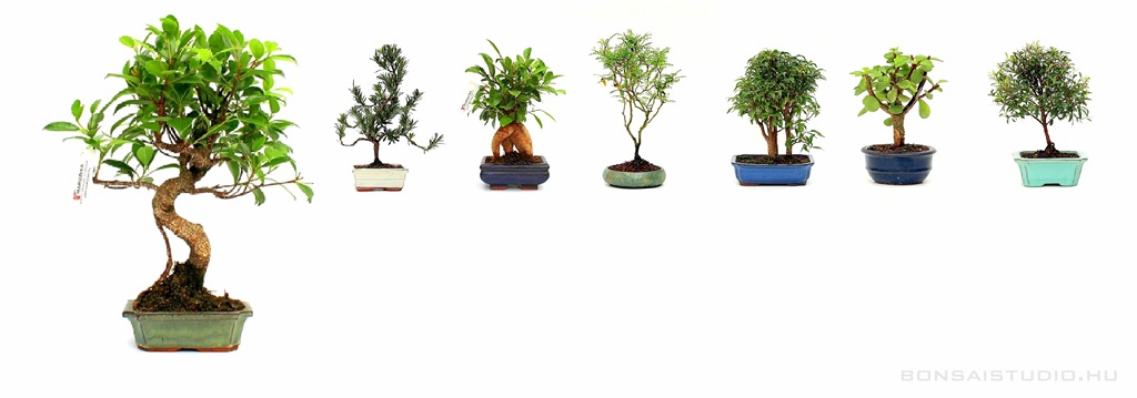 belteri bonsai szoba bonsai ficus ulmus carmona serissa es mas bonsaj fa kinalat rendelheto vasarlasi lehetoseg